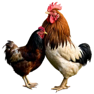 Rooster And Hen Love PNG Fqj88