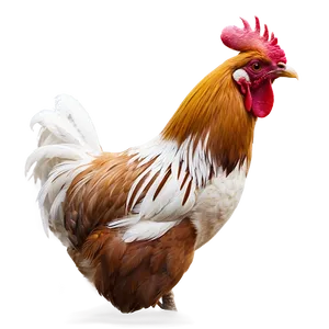 Rooster At Dawn PNG 05242024
