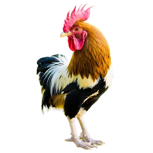 Rooster At Dawn PNG Cjk28