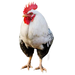 Rooster At Dawn PNG Otd40
