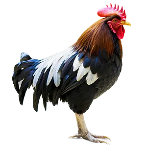 Rooster Chinese Zodiac PNG 05242024