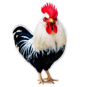 Rooster Crowing Picture PNG Qsu80