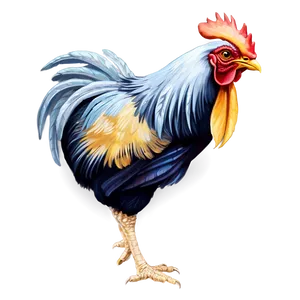 Rooster Illustration PNG 10