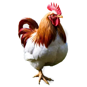 Rooster In Farm Setting PNG Ofq97