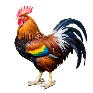 Rooster In Farm Setting PNG Vyx
