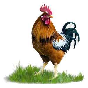 Rooster In Grassland PNG 32