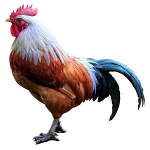 Rooster In Sunrise Scene PNG Tbo89
