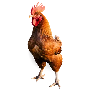 Rooster In Sunrise Scene PNG Vxx82
