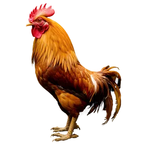 Rooster In The Moonlight PNG 44 PNG