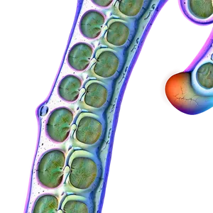 Root Cells Anatomy Png 98 PNG image