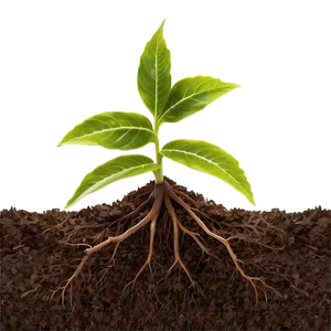 Root In Soil Layer Png Mlh PNG image