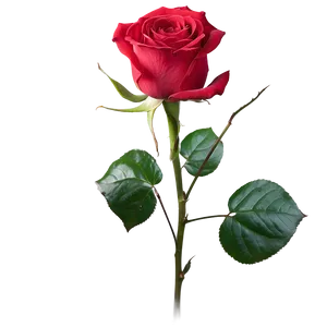 Rose A