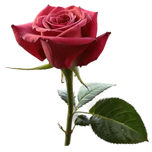 Rose B