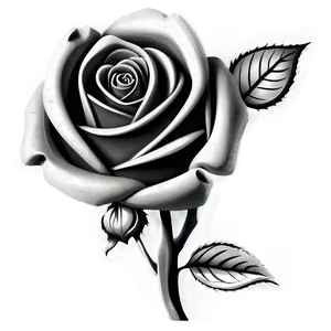 Rose Black And White Background PNG Mya
