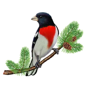 Rose Breasted Grosbeakon Pine Branch