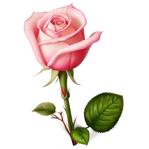 Rose Bud PNG 83