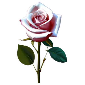 Rose D
