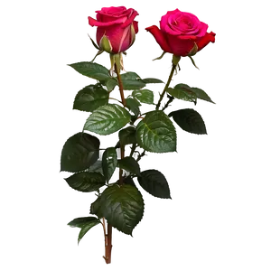 Rose Flower Bush PNG Nys