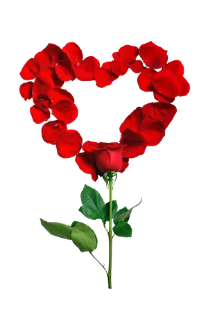 Rose Petal Heart Formation