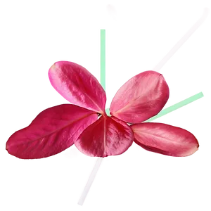 Rose Petals Close Up PNG Mab PNG