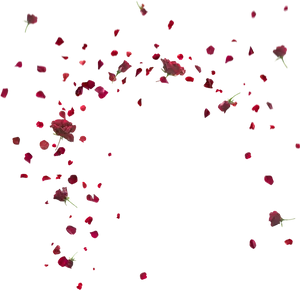 Rose Petals Fallingin Darkness PNG image