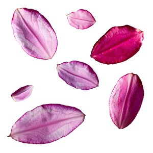 Rose Petals Floating PNG Jac98 PNG