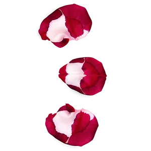 Rose Petals Texture PNG Qgm33 PNG