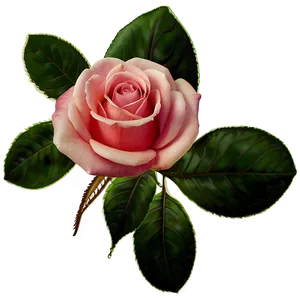 "rose Reverie: Romantic Flower PNG" A