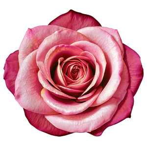 Rose Vector Texture PNG 06262024 PNG