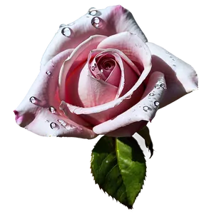 Rose With Dewdrops PNG 04292024