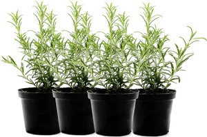 Rosemary Plantsin Black Pots PNG image