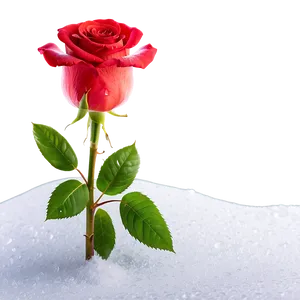 Roses In Snow PNG 99