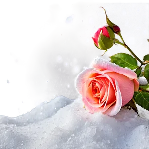 Roses In Snow PNG Fme