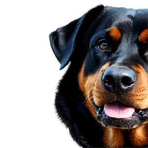 Rottweiler Dog Head PNG 75
