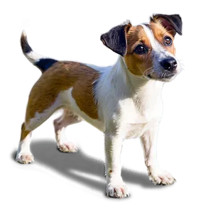 Rough Coat Jack Russell PNG 06292024 PNG