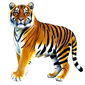 Royal Bengal Tiger Look PNG 06252024 PNG