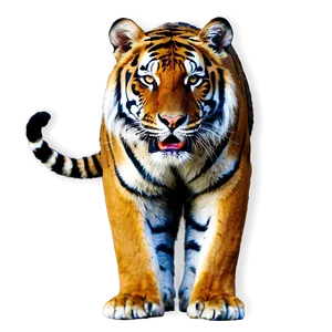 Royal Bengal Tiger Look Png 06252024 PNG image