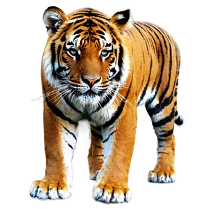 Royal Bengal Tiger Look PNG Tet PNG