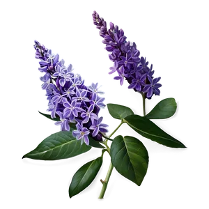 Royal Lilac PNG 36
