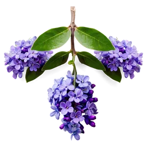 Royal Lilac PNG Onl