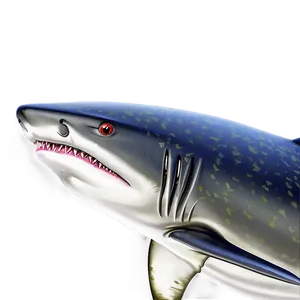 Royal Shark Cartoon PNG 69