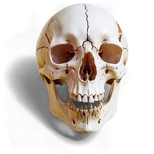 Royalty Free Animal Skull PNG 89 PNG