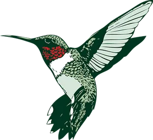 Ruby Throated Hummingbird Illustration