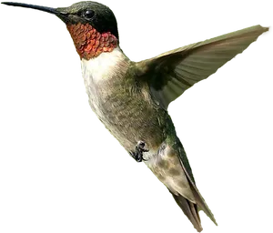 Ruby Throated Hummingbird In Flight.jpg