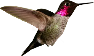 Ruby Throated Hummingbird In Flight.png PNG image