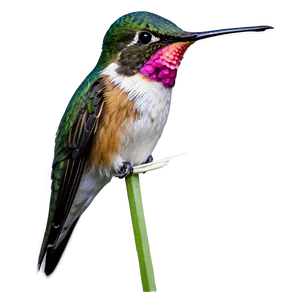 Ruby-throated Hummingbird PNG Qti