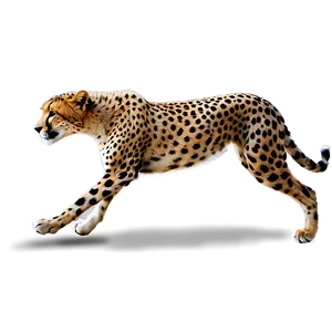 Running Cheetah PNG 13 PNG
