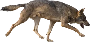 Running Coyote Transparent Background PNG image
