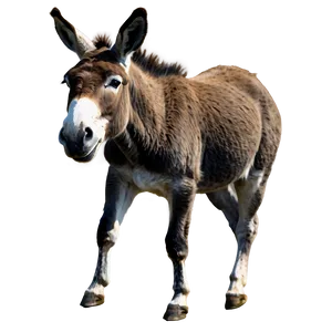 Running Donkey PNG Ndh44