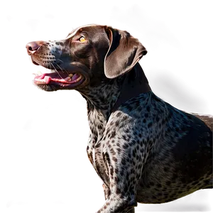 Running German Shorthaired Pointer PNG 06292024